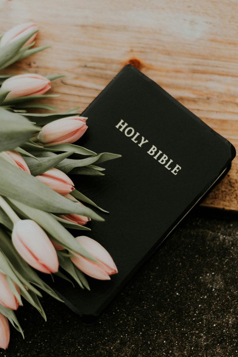 Holy Bible surrounded by soft pink tulips on a wooden table, representing peace, devotion, and the beauty of God’s Word